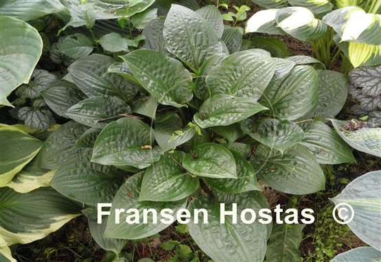 Hosta Good Green FH Collection 2024